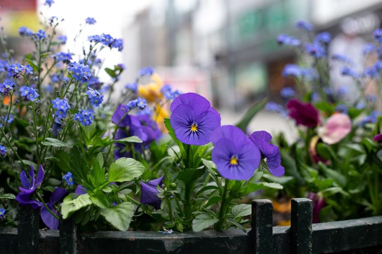 El regalo para el 9 de octubre: flores violetas Foto: Foto: Freepik