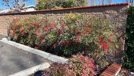 Conocida como bambú sagrado, la nandina esta entre los arbustos elegidos para esta época. Foto: Shutterstock Conocida como bambú sagrado, la nandina esta entre los arbustos elegidos para esta época. Foto: Shutterstock