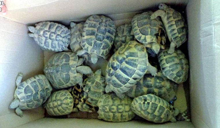Las tortugas tienen un mercado negro ilegal muy difundido. Foto: Efe.