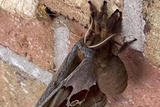 aterradoras fotos de las tarantulas con alas que sorprenden a eeuu y mexico