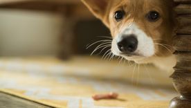 Los perros perciben los cambios de presión y electricidad estática antes de que llegue la tormenta. Foto: Archivo