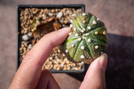Beneficios para los alérgicos. Foto: Shutterstock