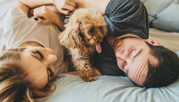 Los perros tiene una relación muy afectiva con sus dueños Foto: Archivo