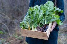 De esta manera podrás tener tu propia huerta comenzando a germinarla en una esponja Foto: SHUTTERSTOCK