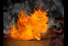 El gato se salvó. El gato se salvó.