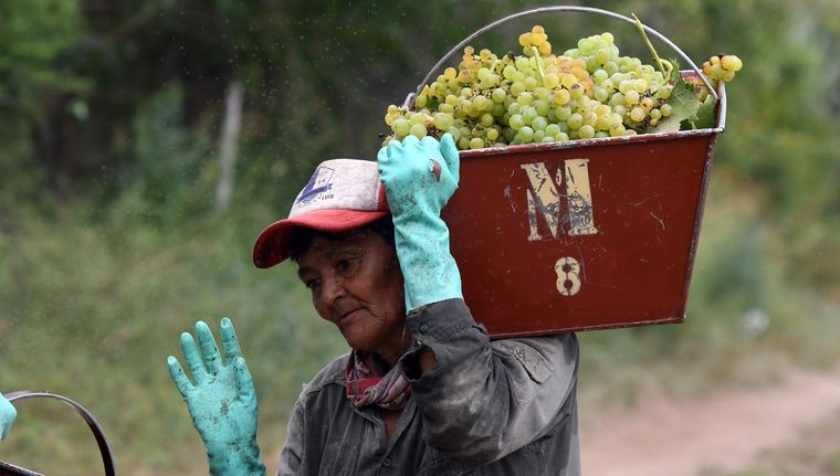 Las voces de obreras de la vid, enólogas y productoras de vino. Foto: ALF PONCE MERCADO / MDZ