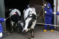 Vacas diagnosticadas con brucelosis. Foto: RT