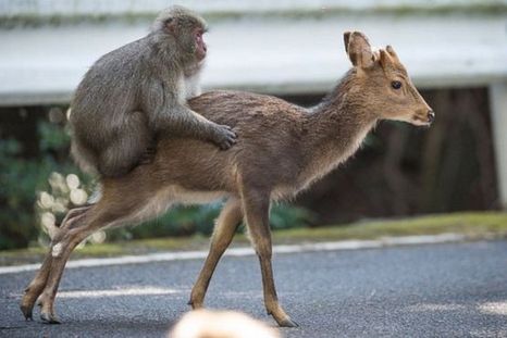 El curioso encuentro sexual entre un macaco japonés y un ciervo