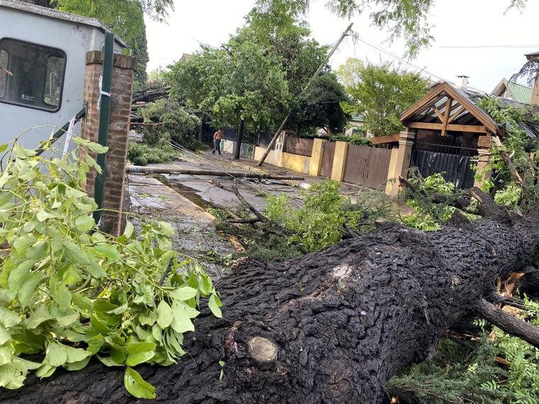 Muchos de los árboles se desplomaron sobre las viviendas.