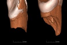 lo que revelan dos dientes de 41.000 anos