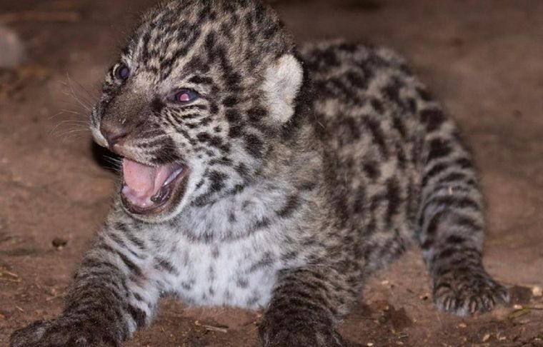Los cachorros nacidos fueron tres pero uno no pudo sobrevivir Foto: Noticias Argentinas