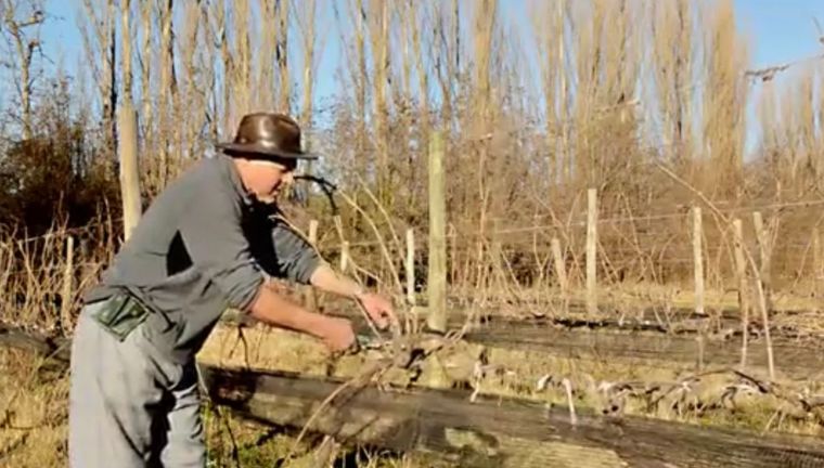 Raúl Busca tiene plantaciones de uva desde hace más de 20 años en Neuquén