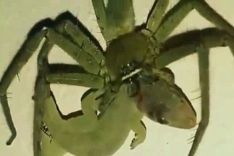 Araña vs lagarto: ¿quién gana?