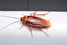 Además de este remedio, barrer, trapear y evitar acumular residuos son hábitos claves. Foto: Shutterstock