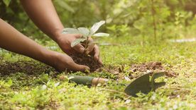 Los mejores consejos para las plantas. Fuente: Shutterstock.