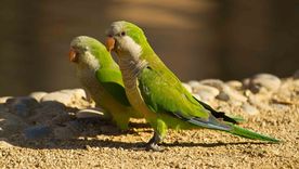 En la tradición popular, las cotorras cerca de casa se asocian a prosperidad, vínculos fuertes y buena energía. Foto: Archivo En la tradición popular, las cotorras cerca de casa se asocian a prosperidad, vínculos fuertes y buena energía. Foto: Archivo