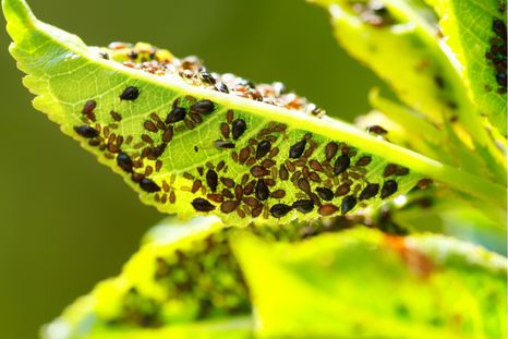 JARDÍN Los pulgones son pequeños insectos que succionan la savia de la planta y que poseen una gran capacidad reproductora Foto: shutterstock