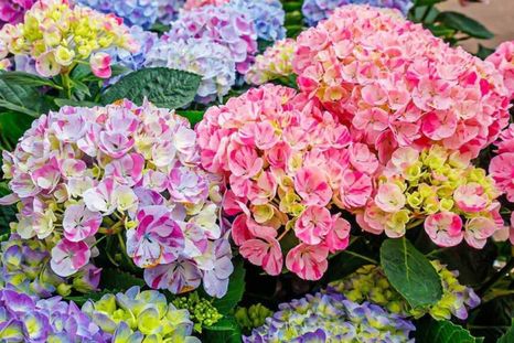 Las hortensias llenan de flores el jardín. Foto: Shutterstock Las hortensias llenan de flores el jardín. Foto: Shutterstock