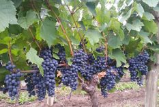 Uvas de Pampa El Cepillo.