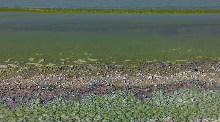 Buenos Aires y Neuquén en alerta por algas tóxicas. Foto: Getty