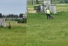 Un grupo de hombres golpeó salvajemente a un carpincho dentro del country Lares, en Canning.