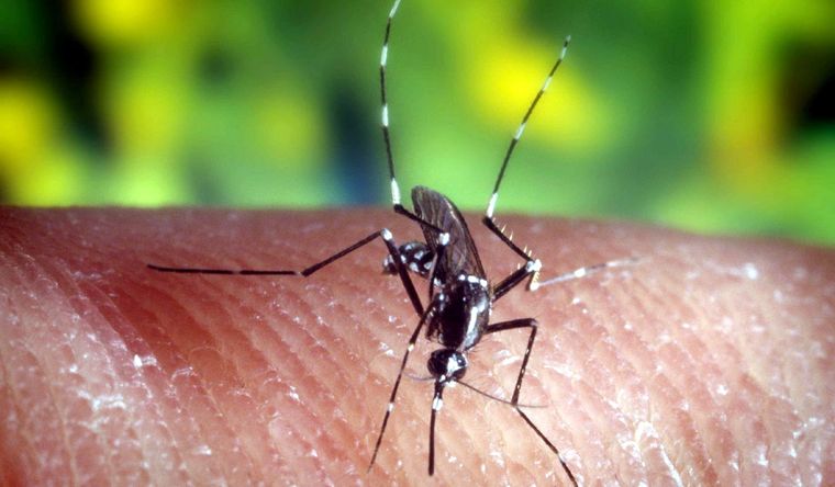 Preocupación por el aumento en casos de dengue en el país Foto: EFE