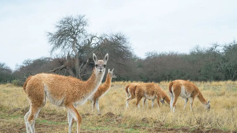 Tras la polémica por el consumo de la carne de burro, ahora se planteó el consumo de la carne de guanaco.
