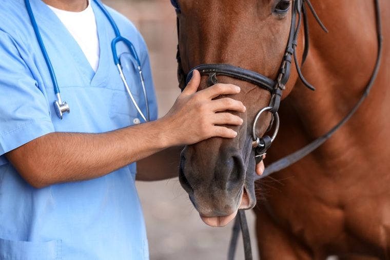 El Senasa prohibió el movimiento de equinos hasta conocer de qué se trata el brote. Foto: Shutterstock