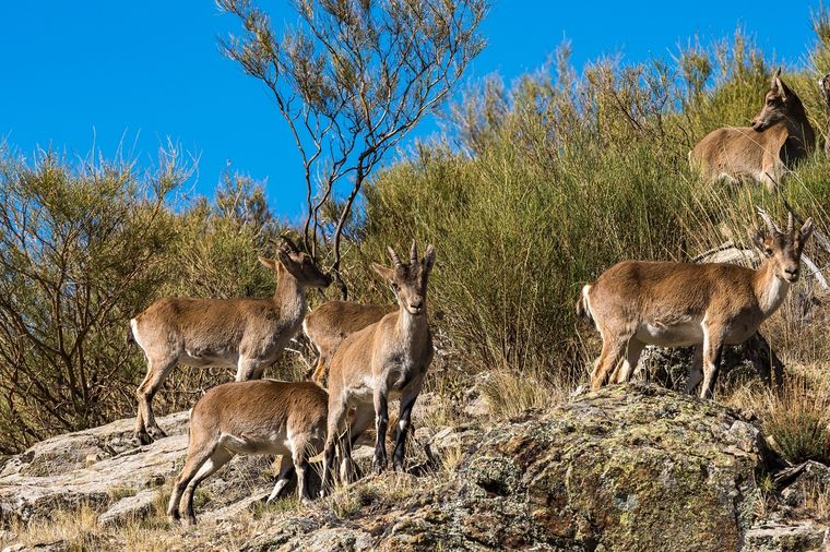 Un grupo de cabras ha causado varios problemas en la ruta 82 Foto: Shutterstock