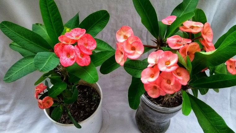 Una planta duradera.