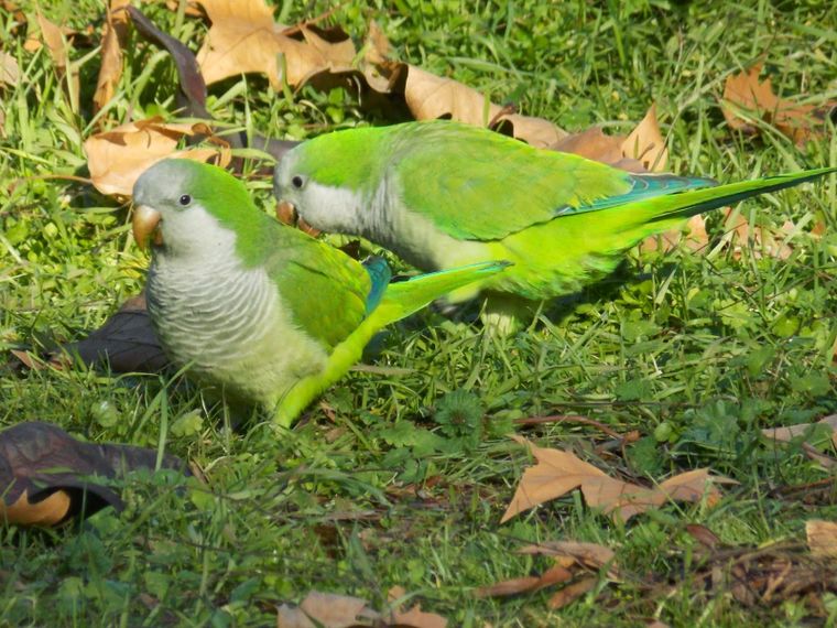 Un alimento simple puede transformar el jardín en un refugio para cotorras y otras aves.