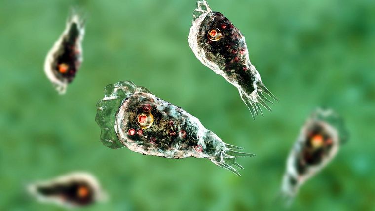 Las amebas llamadas comecerebro. Foto: Shutterstock