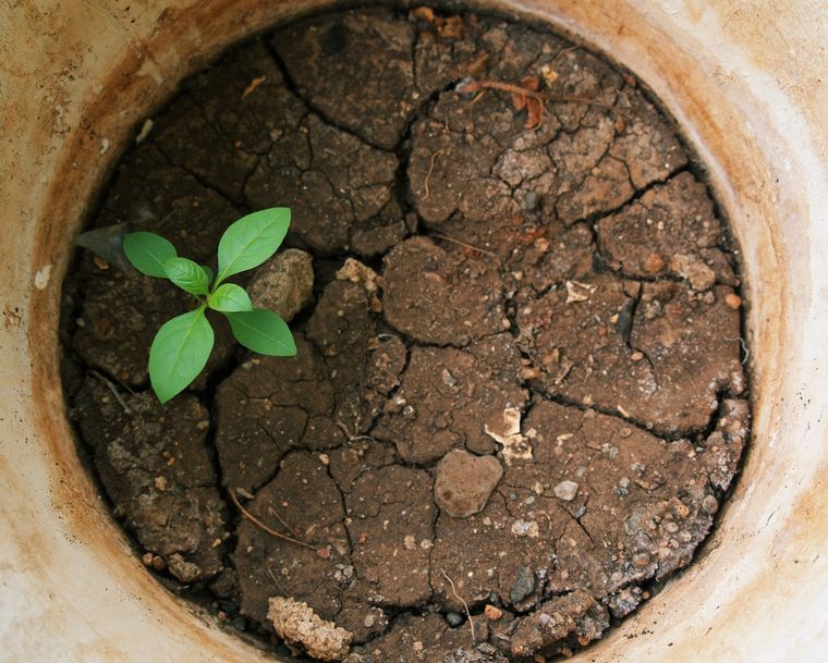 Hay especies que crecen hasta en ambientes secos Foto: SHUTTERSTOCK