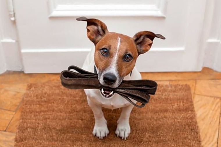 PERRO Foto: Soyunperro