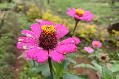 MDZol | zinnia