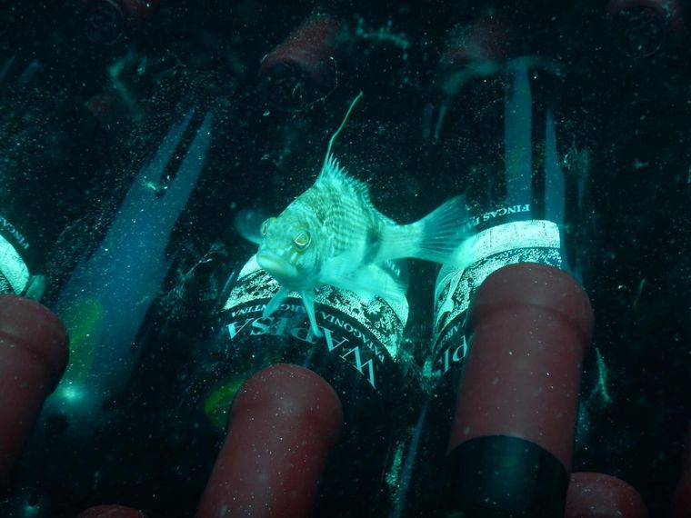 Tapiz y una ocurrencia interesante.