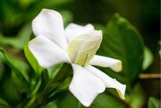 El fertilizante casero para revivir un jazmín en un abrir y cerrar de ojos Los ingredientes estrella de este fertilizante son la banana y la cáscara de huevo. Foto: shutterstock