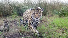 Dos cachorros de yaguareté junto a su mamá en el Parque Nacional Iberá, en la provincia de Corrientes.