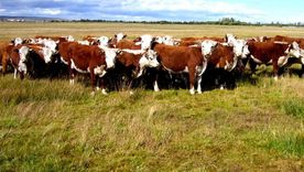 el ternero cambia la dinamica del mercado y retrasa la zafra ganadera el ternero cambia la dinamica del mercado y retrasa la zafra ganadera
