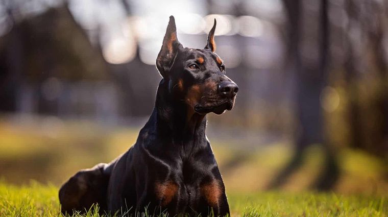 Foto: Your Home Security Watch