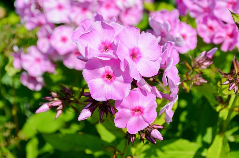 Los cuidados que debes aplicar para que la alegría del hogar tenga flores todo el año Foto: Pixabay