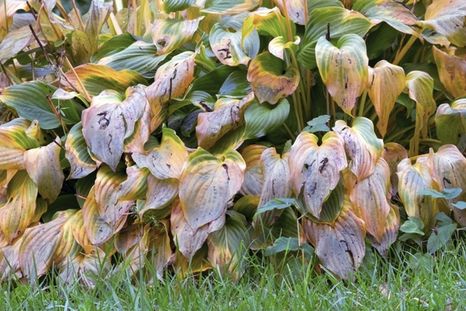 Tres cambios básicos en el jardín para que las plantas sobrevivan el invierno. Foto: Shutterstock Tres cambios básicos en el jardín para que las plantas sobrevivan el invierno. Foto: Shutterstock