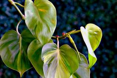 Con este truco casero las plantas lucirán realmente hermosas y fuertes Foto: Archivo