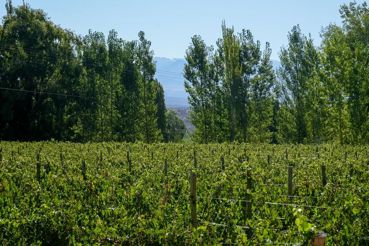 Barreal es uno de los pueblos más serenos de Cuyo, con río, cielo limpio y montañas inmensas. Barreal es uno de los pueblos más serenos de Cuyo, con río, cielo limpio y montañas inmensas.