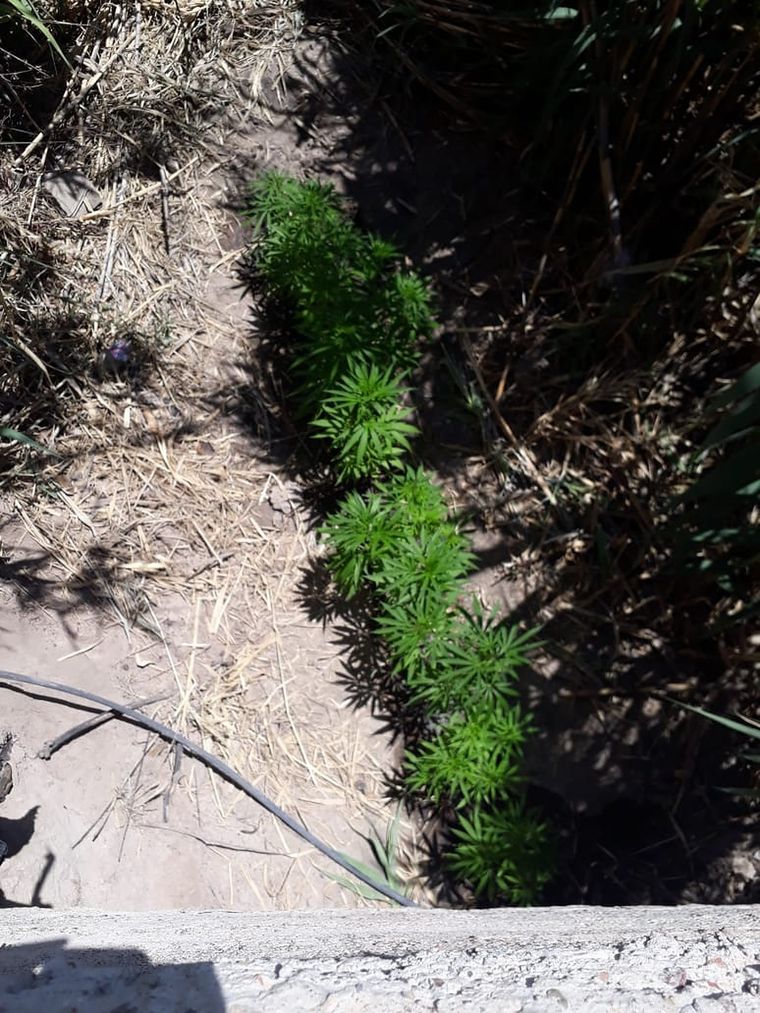 En fila Las plantas estaban cuidadas, aunque nadie se quiso hacer cargo de la manera en que habían llegado ahí. Foto: Min. de Seguridad.