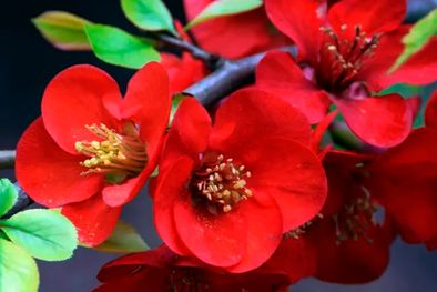 MDZol | Membrillo en flor. Foto: Blickwinkel