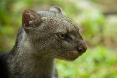 video: aparecio en cordoba un gato salvaje en peligro de extincion