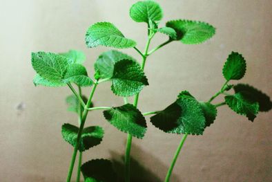 MDZol | El orégano es una planta aromática con grandes beneficios. Foto: Archivo