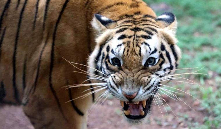 Los depredadores tuvieron que adaptarse al cambio de los herbívoros. Foto: Efe.