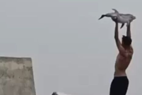 En medio de la crisis migratoria en Ceuta, una persona grabó a un inmigrante sosteniendo a un delfín.
